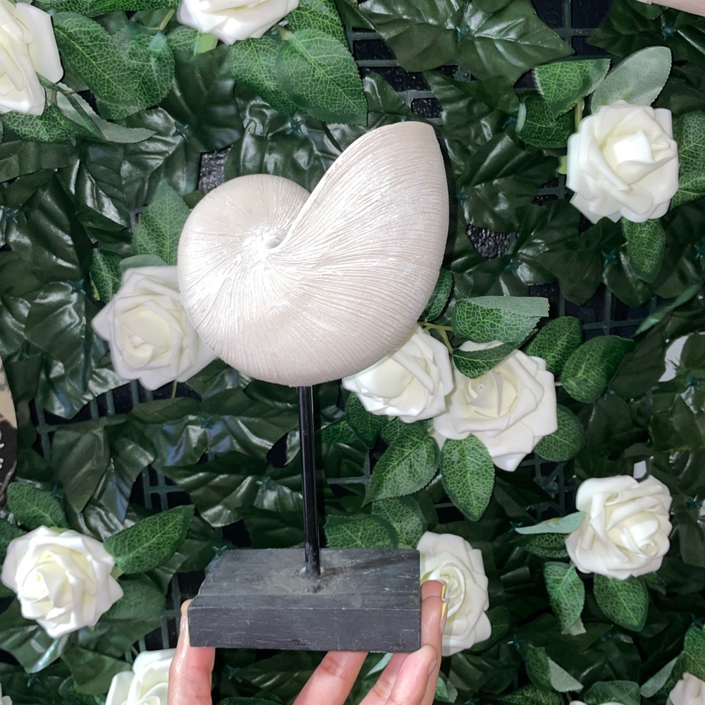 Elegant Cream Nautilus Shell Sculpture - Picture 2 of 4